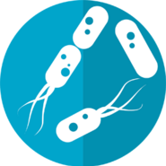 Bacterie - Afbeelding van mcmurryjulie via Pixabay