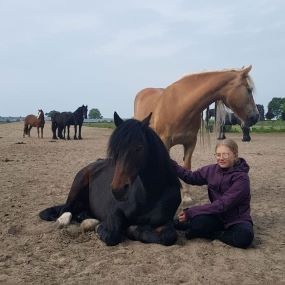2 paarden en 1 persoon