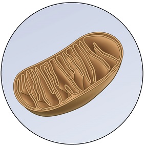 Mitochondrion