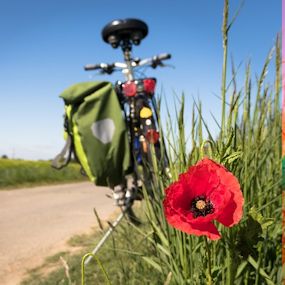 Fiets met fietstas en gras met een klaproos op de voorgrond.